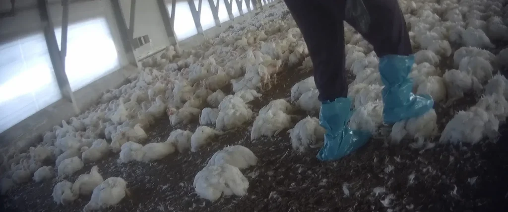 Food for profit: il docufilm che la lobby dell’agribussiness non vuole che tu veda