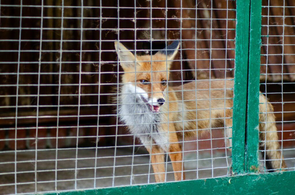 Verso un’Europa senza pellicce