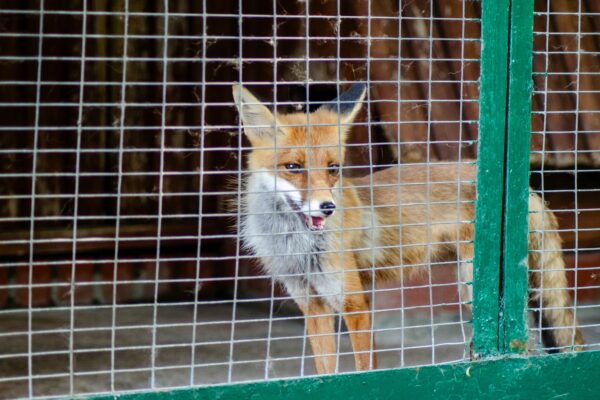 Verso un’Europa senza pellicce