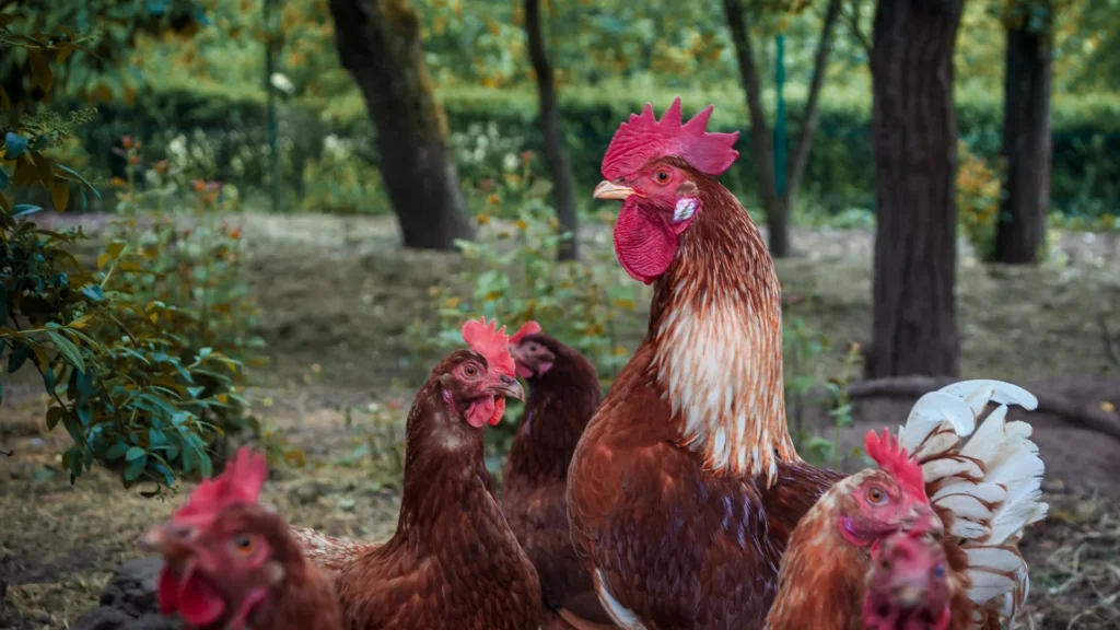 World Cage Free Day: gli agricoltori a Bruxelles per chiedere la fine dell’era delle gabbie