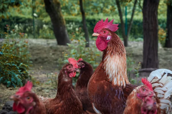 World Cage Free Day: gli agricoltori a Bruxelles per chiedere la fine dell’era delle gabbie