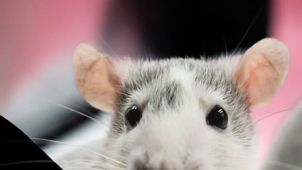 Animali nella scienza: le nuove statistiche UE confermano un calo modesto, mentre nuove immagini svelano la realtà dei test di tossicità
