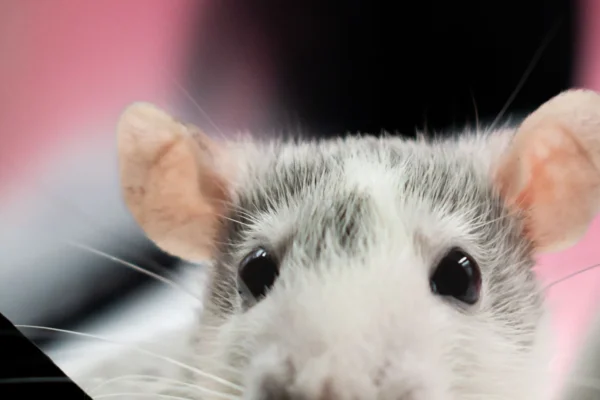 Animali nella scienza: le nuove statistiche UE confermano un calo modesto, mentre nuove immagini svelano la realtà dei test di tossicità