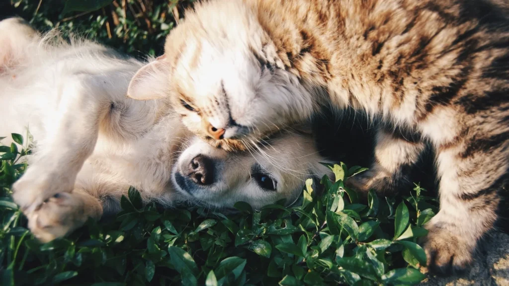 Benessere di cani e gatti: il Parlamento europeo approva in via definitiva il primo regolamento europeo