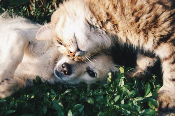 Benessere di cani e gatti: il Parlamento europeo approva in via definitiva il primo regolamento europeo