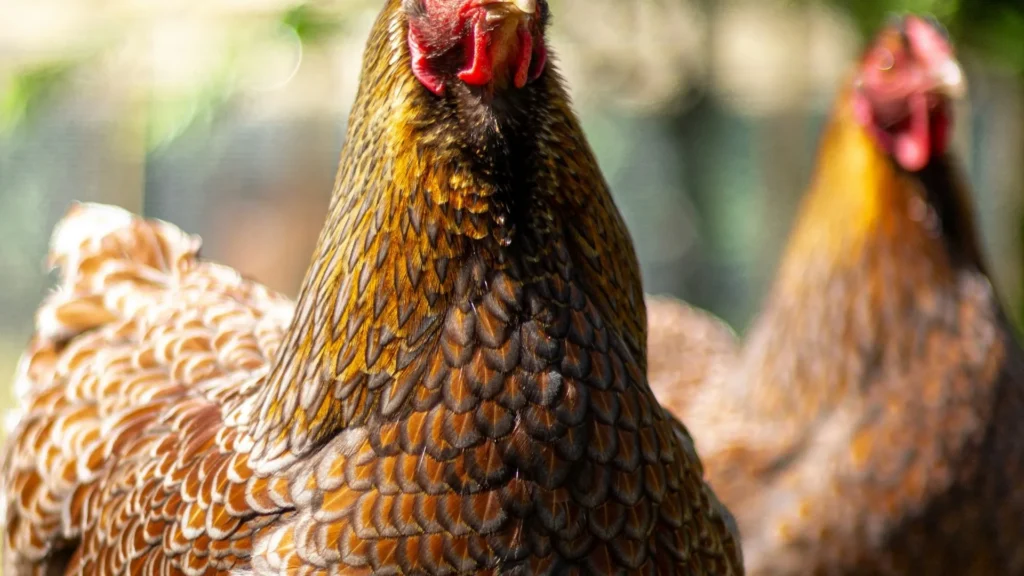 Allevamenti senza gabbie: agricoltori ed esperti confermano che la transizione cage-free è economicamente sostenibile