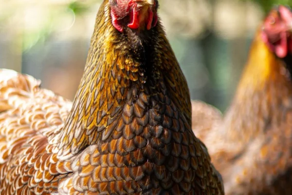 Allevamenti senza gabbie: agricoltori ed esperti confermano che la transizione cage-free è economicamente sostenibile