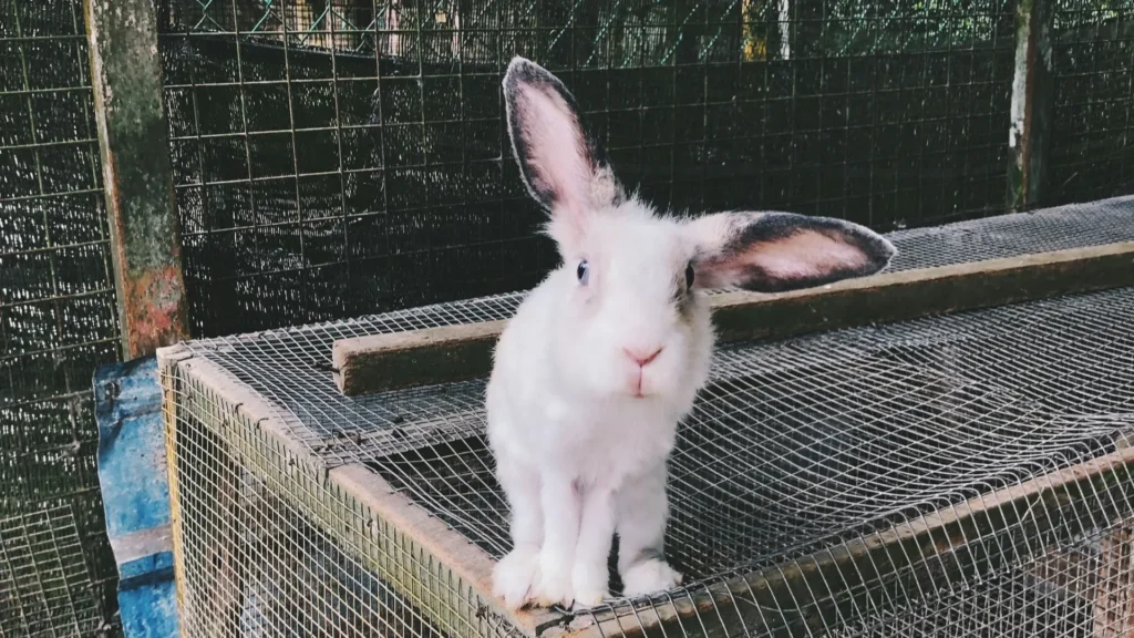 Sperimentazione animale: pubblicata la Roadmap europea per eliminare i test sugli animali nella valutazione della sicurezza chimica