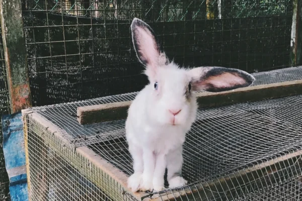 Sperimentazione animale: pubblicata la Roadmap europea per eliminare i test sugli animali nella valutazione della sicurezza chimica